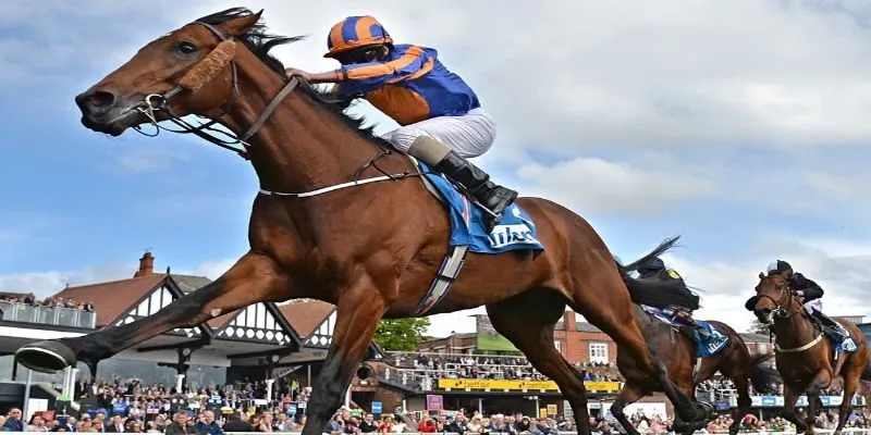 Cá cược đua ngựa trực tuyến với các kèo cược tỷ lệ khủng ở SUNWIN