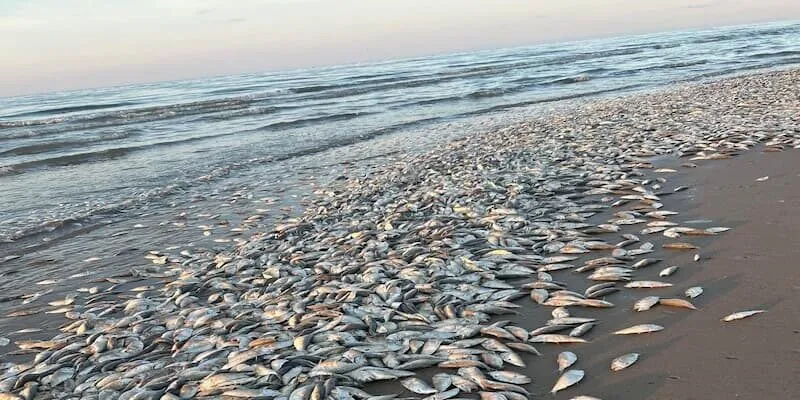 Thông tin về điềm báo của giấc mộng thấy cá chết hàng loạt