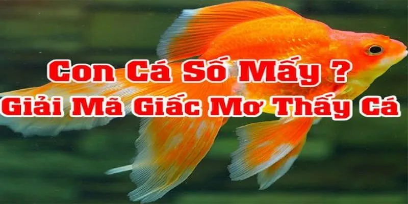 Giải Mã Giấc Mơ Thấy Cá Và Các Con Số May Mắn Liên Quan Nhất 1 Các con số đổi vận khi chiêm bao thấy cá