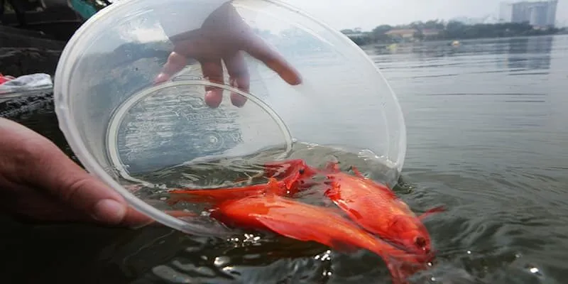 Những thông tin liên quan đến giấc mộng thả cá