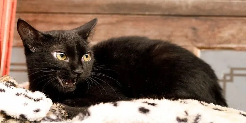 Bạn cần cẩn thận nếu mộng mị bị mèo tấn công và hung dữ