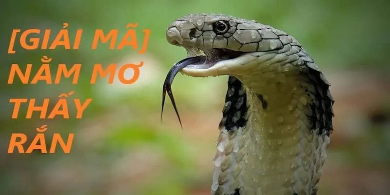 Giấc mơ thấy rắn đặc biệt với nhiều ý nghĩa liên quan